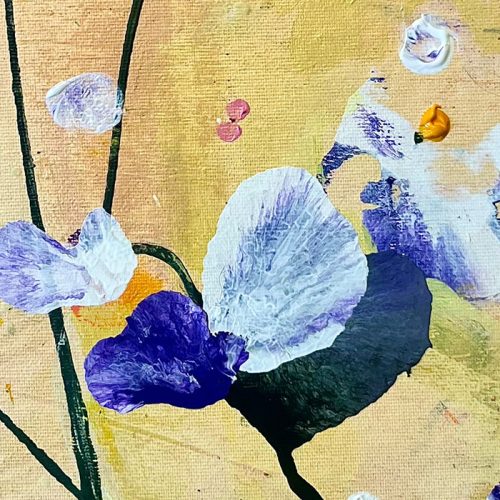 Spring Blossom (2025 26)
